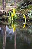 LYSICHITON AMERICANUS BY A POND IN A WOODLAND SETTING