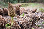 GUNNERA MANICATA PANICLE WITH NEW EMERGING LEAVES