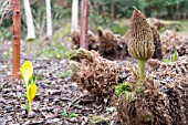 GUNNERA MANICATA PANICLE WITH NEW EMERGING LEAVES NEXT TO LYSICHITON AMERICANUS