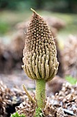 GUNNERA MANICATA PANICLE