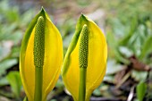 LYSICHITON AMERICANUS