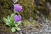 PRIMULA DENTICULATA