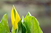 LYSICHITON AMERICANUS