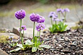 PRIMULA DENTICULATA