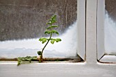 FERN GROWING FROM A CRACK IN A WINDOW FRAME