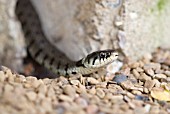 NATRIX NATRIX, GRASS SNAKE ENTERING THE GREENHOUSE