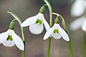 GALANTHUS ELWESII HIEMALIS GROUP DOROTHY FOREMAN