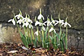 GALANTHUS CILICICUS