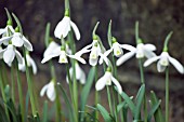 GALANTHUS CILICICUS