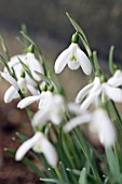 GALANTHUS CILICICUS