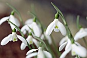 GALANTHUS CILICICUS