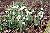 GALANTHUS ELWESII HIEMALIS GROUP GABRIEL