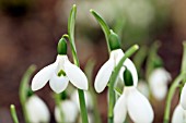 GALANTHUS ELWESII HIEMALIS GROUP GABRIEL