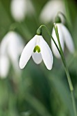 GALANTHUS ELWESII ‘FLY FISHING’