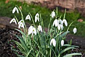 GALANTHUS ELWESII ‘FLY FISHING’