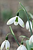 GALANTHUS ELWESII GLANCHANTRESS