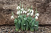 GALANTHUS ELWESII GLANCHANTRESS