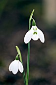 GALANTHUS PLICATUS SCROOGE