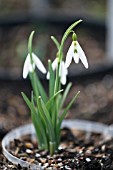 GALANTHUS VALENTINEI WASP