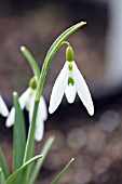 GALANTHUS VALENTINEI WASP