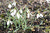 GALANTHUS GRACILIS CORKSCREW