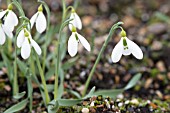 GALANTHUS GRACILIS CORKSCREW