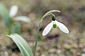 GALANTHUS METEOR