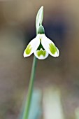 GALANTHUS PIECES OF EIGHT