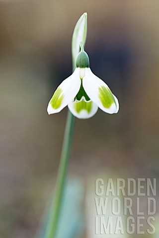 GALANTHUS_PIECES_OF_EIGHT