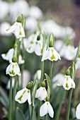 GALANTHUS PLICATUS TRIMMER