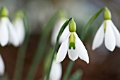 GALANTHUS ‘DING DONG’