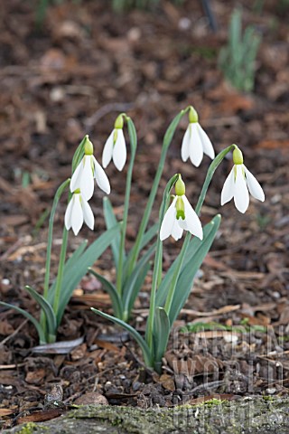 GALANTHUS_DING_DONG
