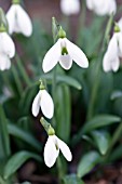 GALANTHUS PLICATUS COLOSSUS