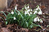 GALANTHUS PLICATUS COLOSSUS