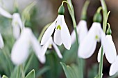 GALANTHUS ELWESII HIEMALIS GROUP DONALD SIMS EARLY