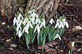 GALANTHUS ELWESII HIEMALIS GROUP DONALD SIMS EARLY