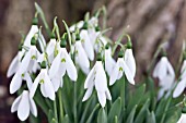 GALANTHUS ELWESII HIEMALIS GROUP DONALD SIMS EARLY