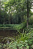 POND IN WOODLAND