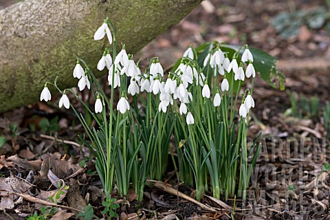 GALANTHUS_DAVID_BROMLEY_EARLY