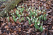 GALANTHUS ELWESII MARGARETS STAR