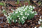 GALANTHUS ELWESII ‘DISCOVERY’