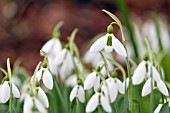 GALANTHUS ELWESII ‘DISCOVERY’