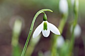 GALANTHUS HYBRIDUS THE WHOPPER