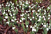 GALANTHUS NATALIE GARTON