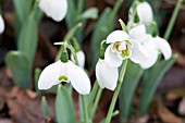 GALANTHUS NATALIE GARTON