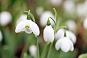 GALANTHUS NATALIE GARTON