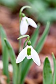 GALANTHUS ELWESII ‘FENSTEAD END’