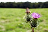 CIRSIUM VULGARE; SPEAR THISTLE