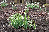 GALANTHUS NIVALIS MARGERY FISH