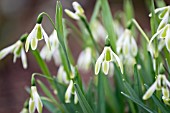 GALANTHUS NIVALIS MARGERY FISH